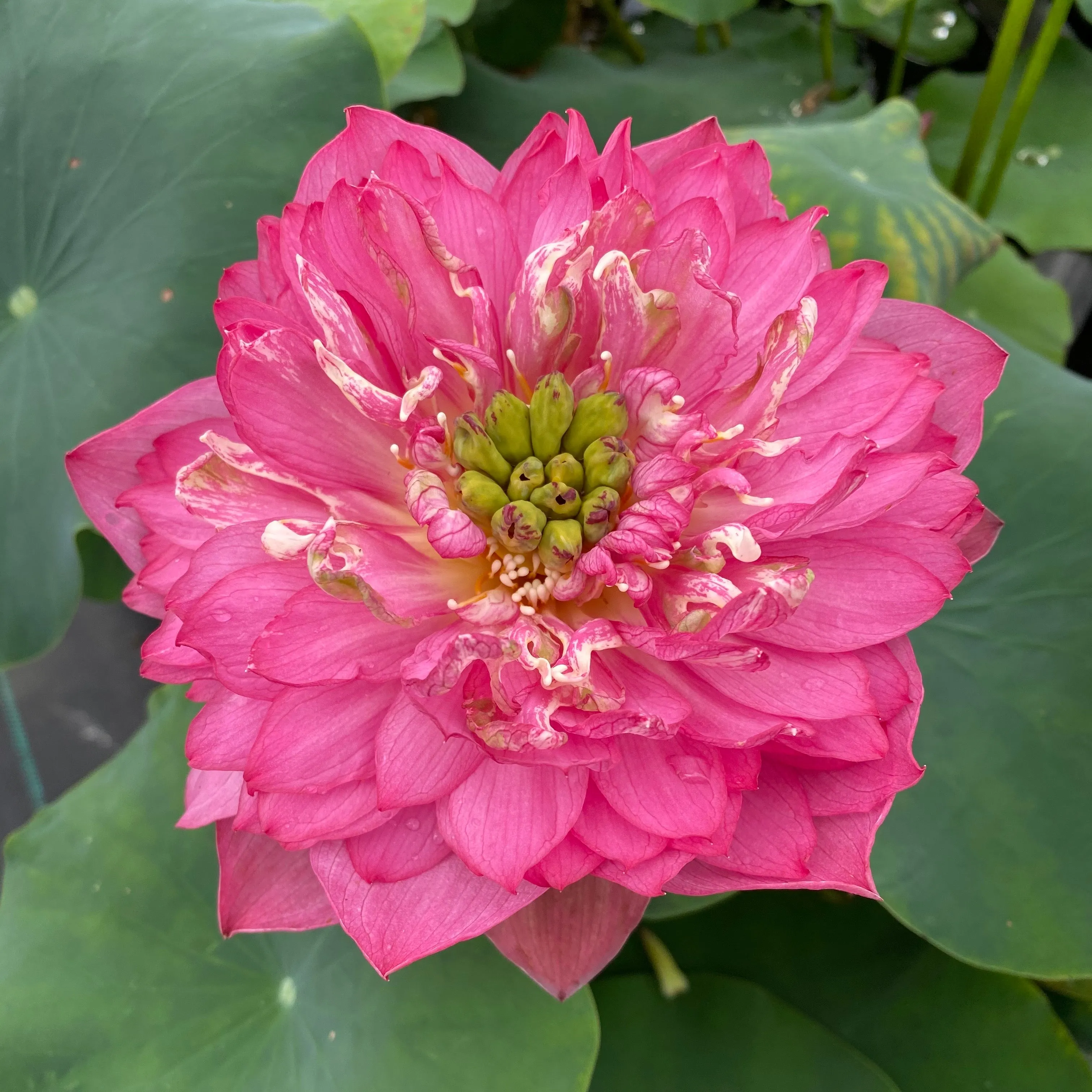 Ruijin Lotus <br>  Tall - Enticing flowers on this lotus!