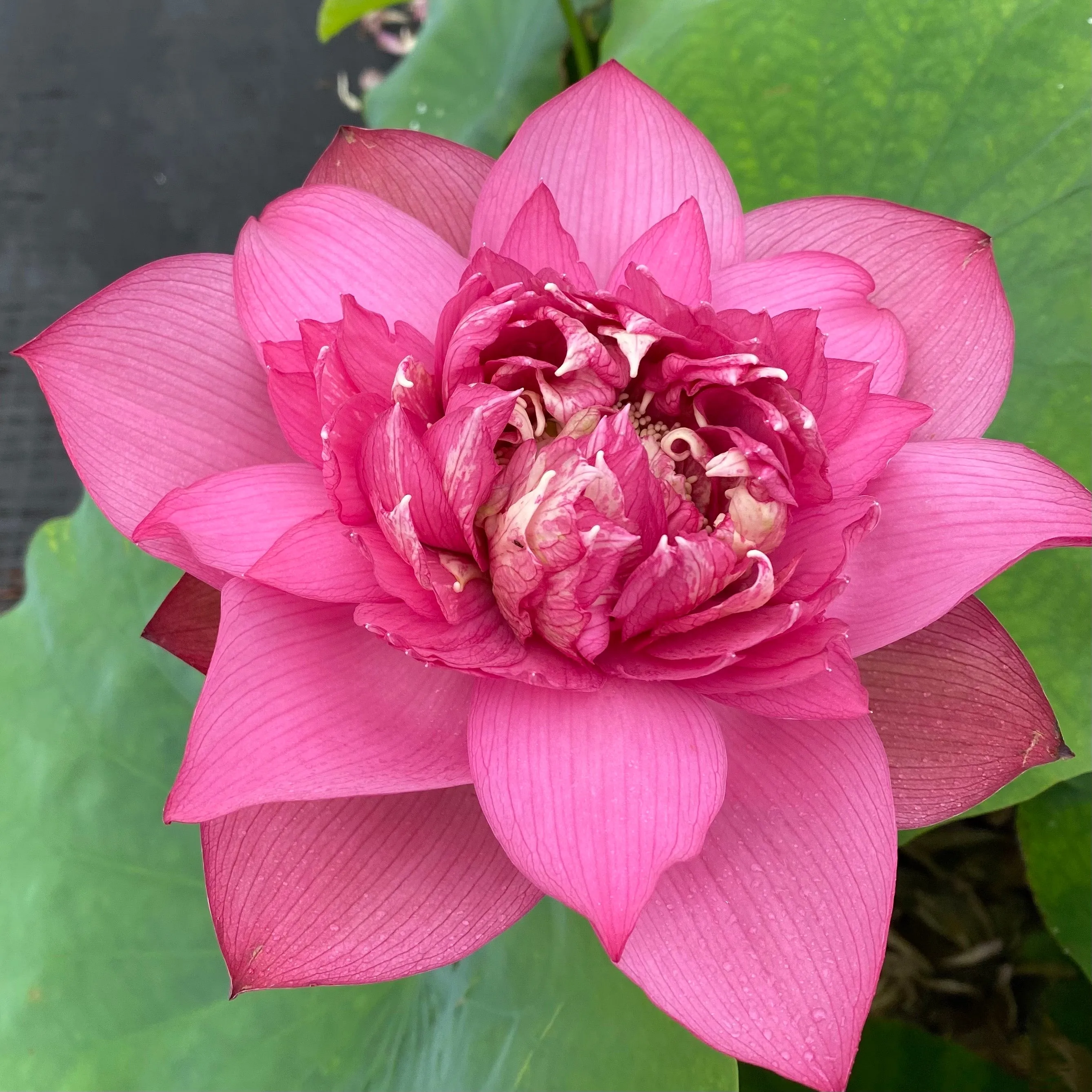 Ruijin Lotus <br>  Tall - Enticing flowers on this lotus!