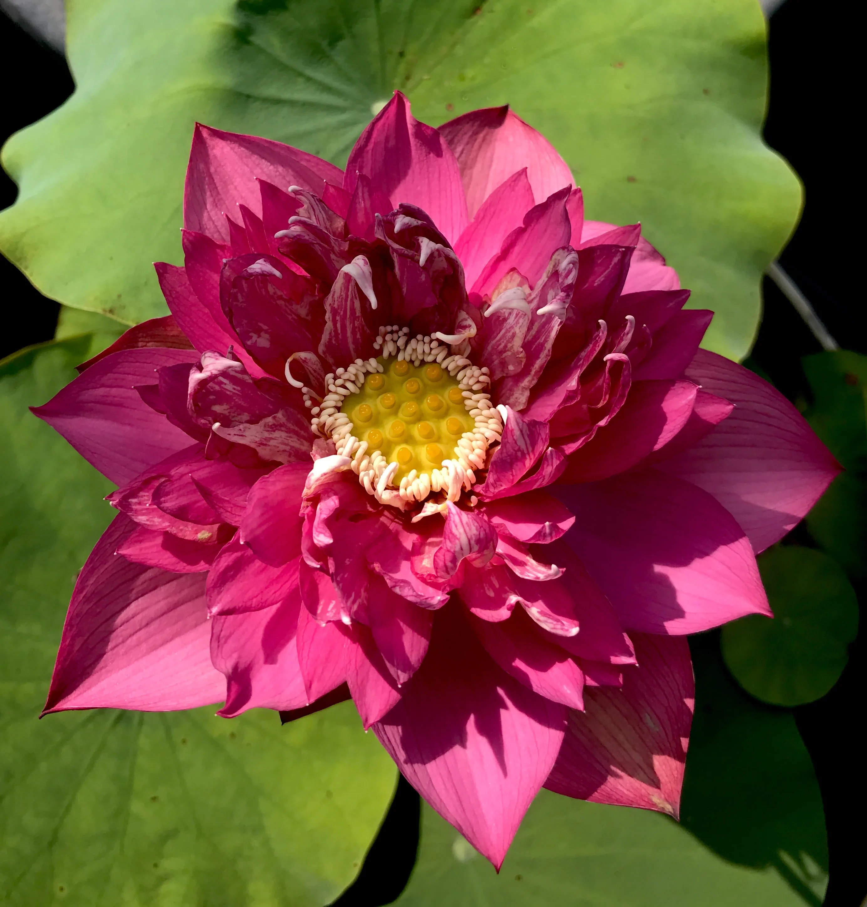 Ruijin Lotus <br>  Tall - Enticing flowers on this lotus!