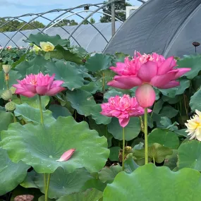 Ruijin Lotus <br>  Tall - Enticing flowers on this lotus!